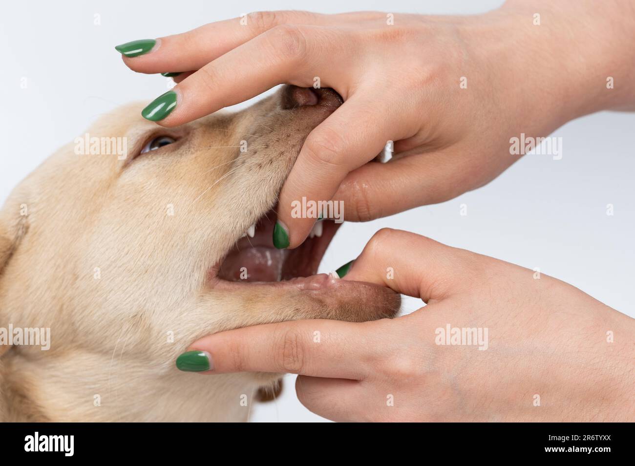 Examination puppy labrador teeth macro close up view isolated Stock