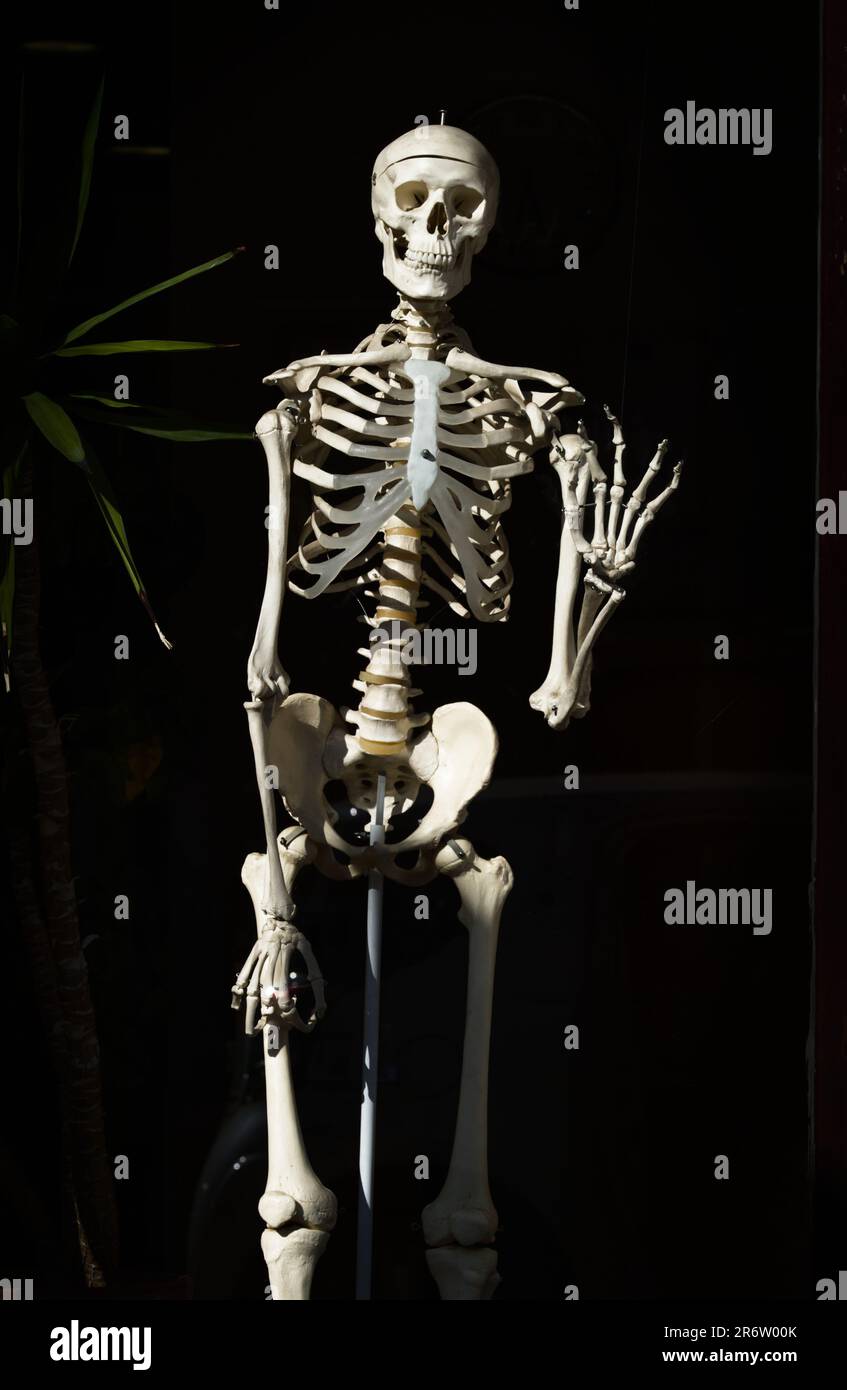 Model Of A Full Human Skeleton In A Window Waving With Its Hand, UK Stock Photo