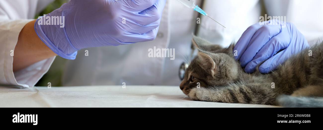 Female veterinarian making injection to gray kitten Stock Photo - Alamy