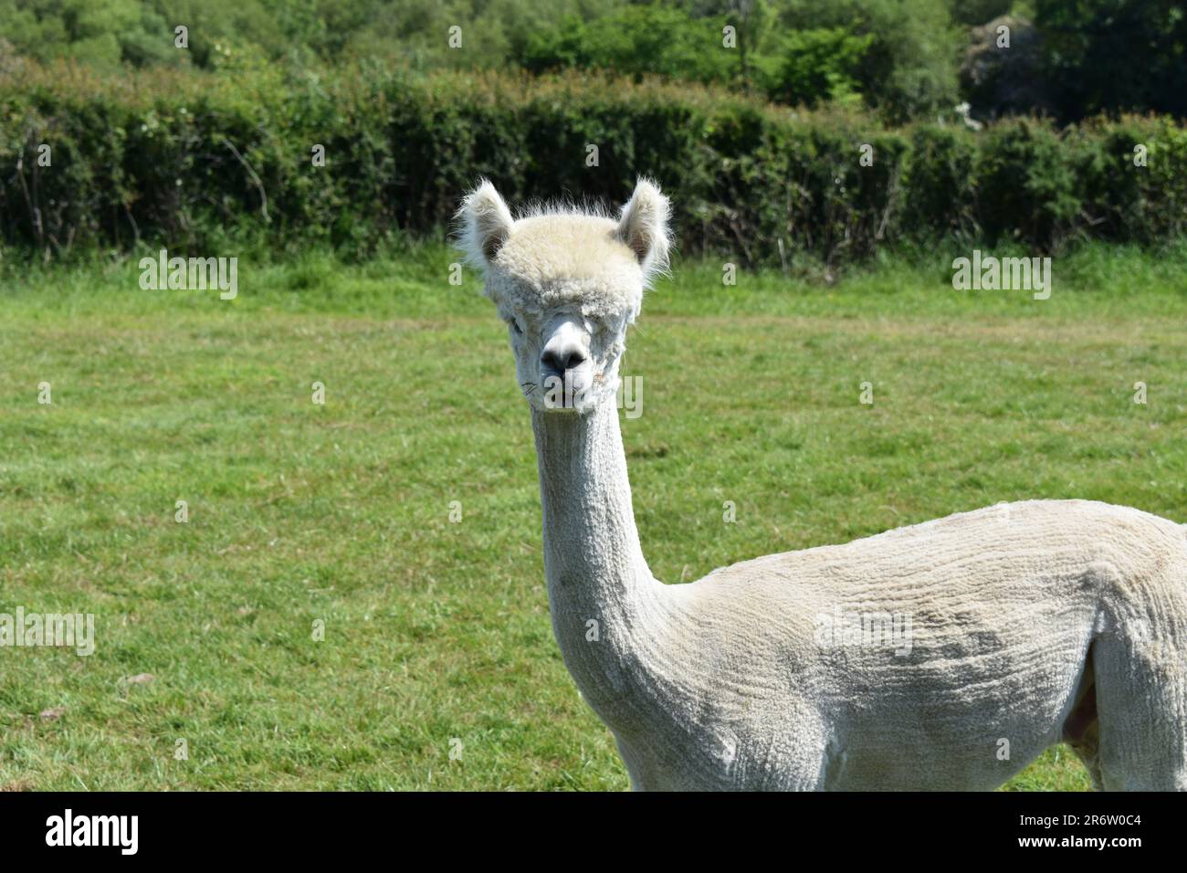 White alpaca Stock Photo
