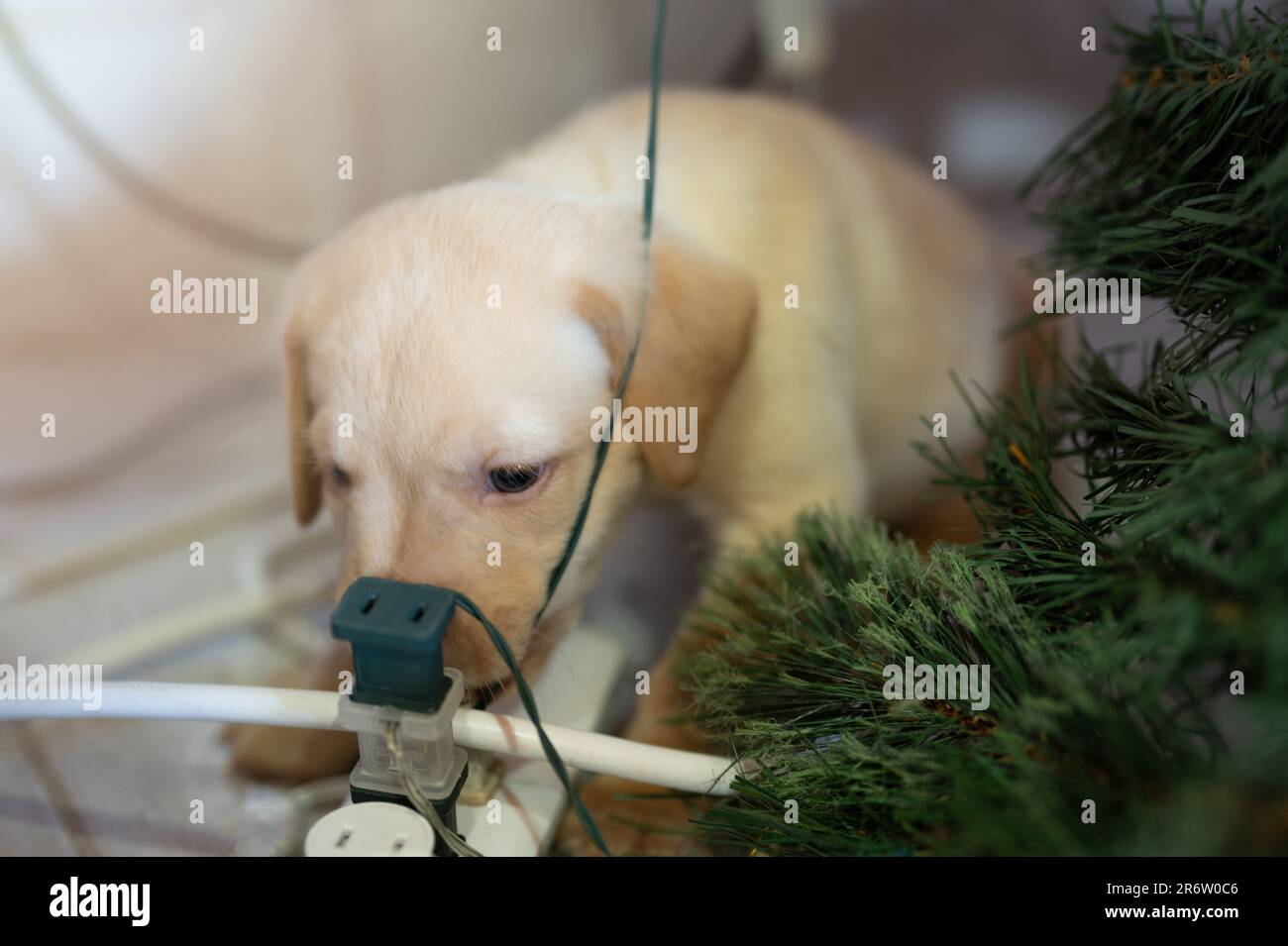 Small puppy play with house electrical cables close up view Stock Photo