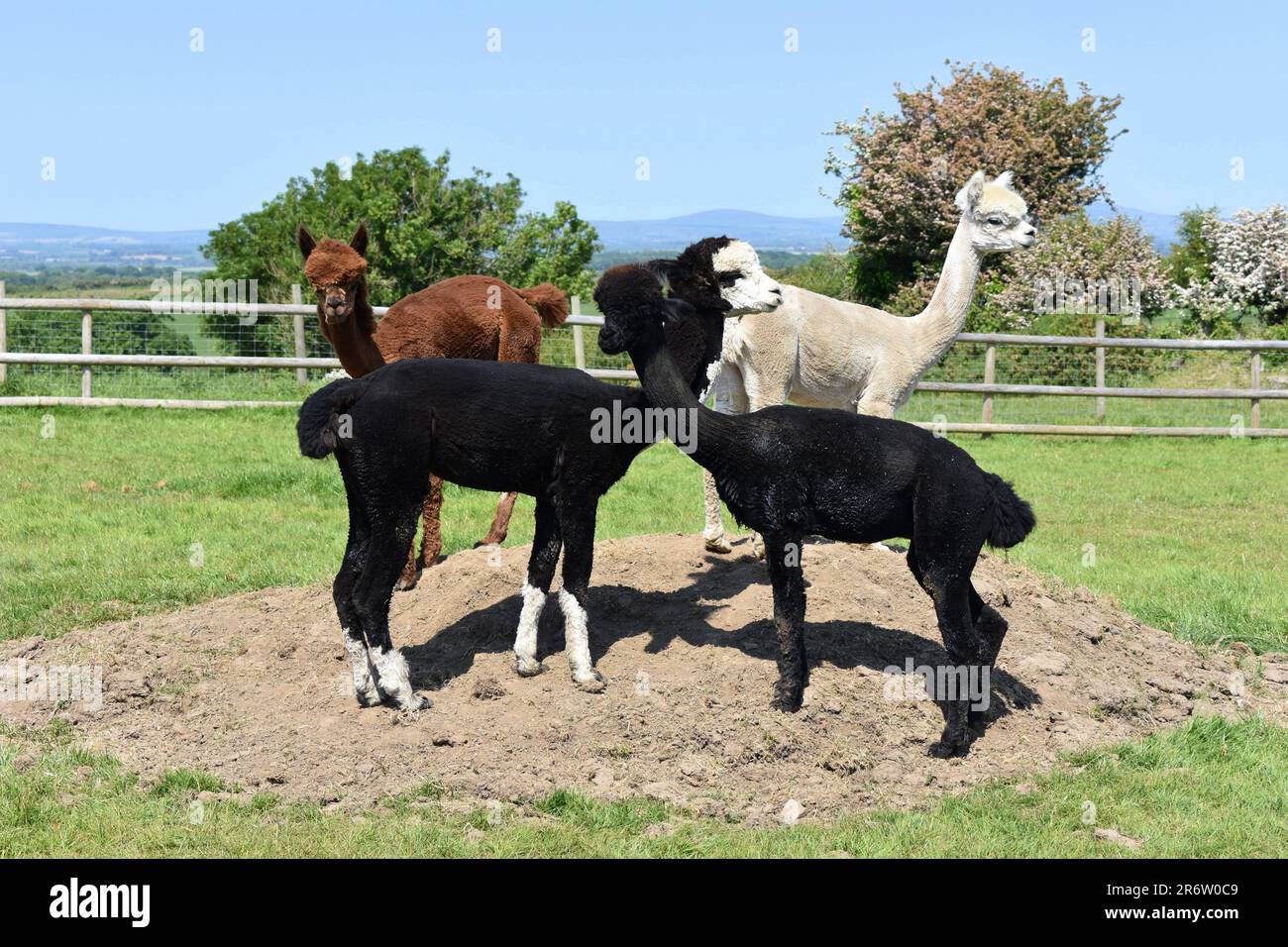 Four alpacas in a field, Haverfordwest, Wales Stock Photo
