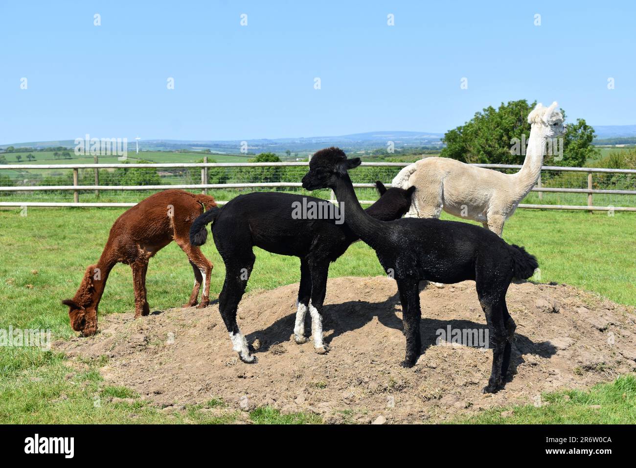 Four alpacas in a field, Haverfordwest, Wales Stock Photo
