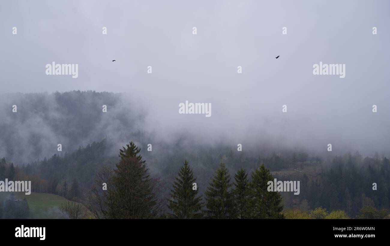 Two birds flying in the mornig fog in the German allps Stock Photo - Alamy