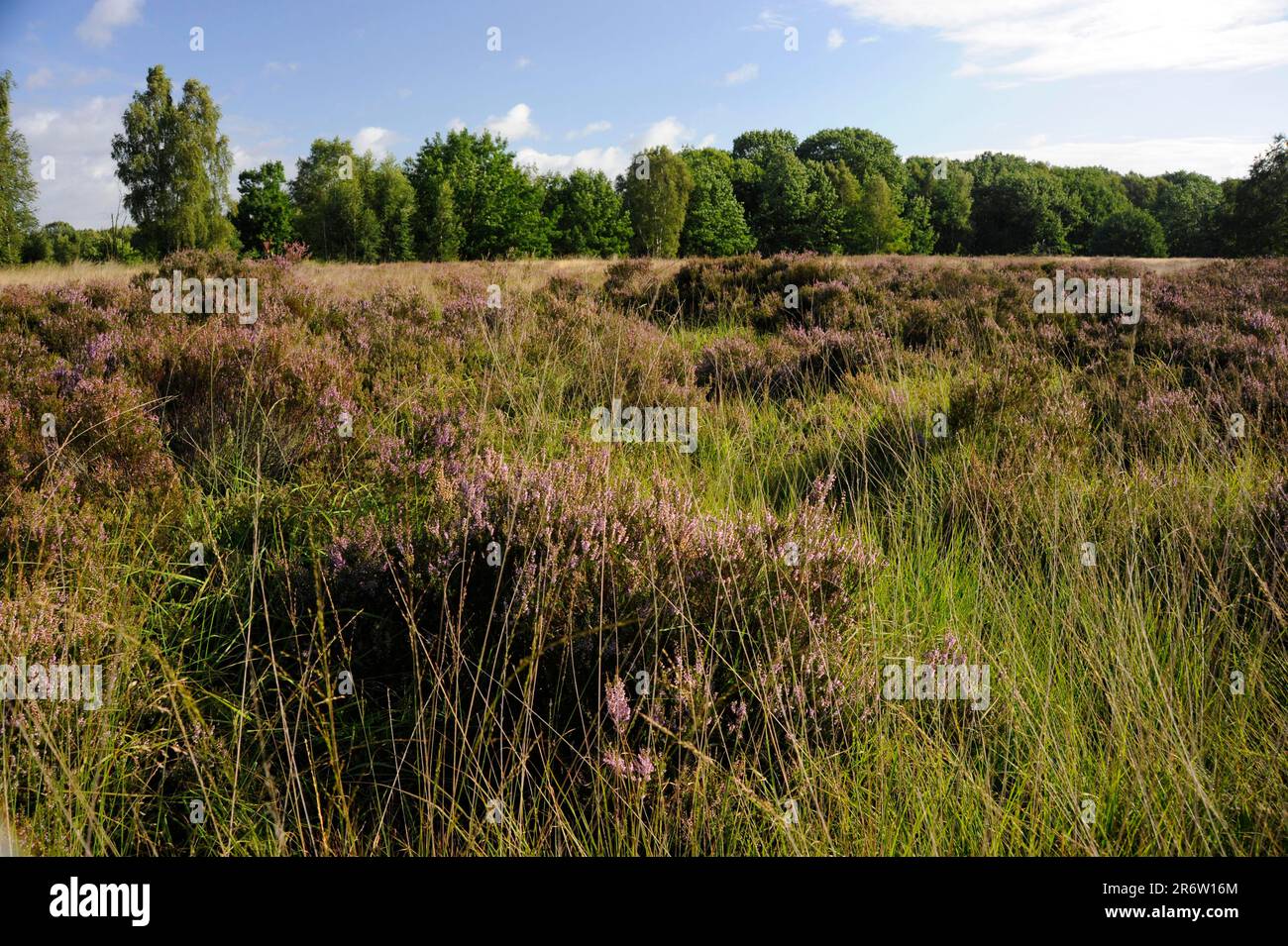 Heathland, Mechelse Heide, Hoge Kempen National Park, Flanders, Belgium