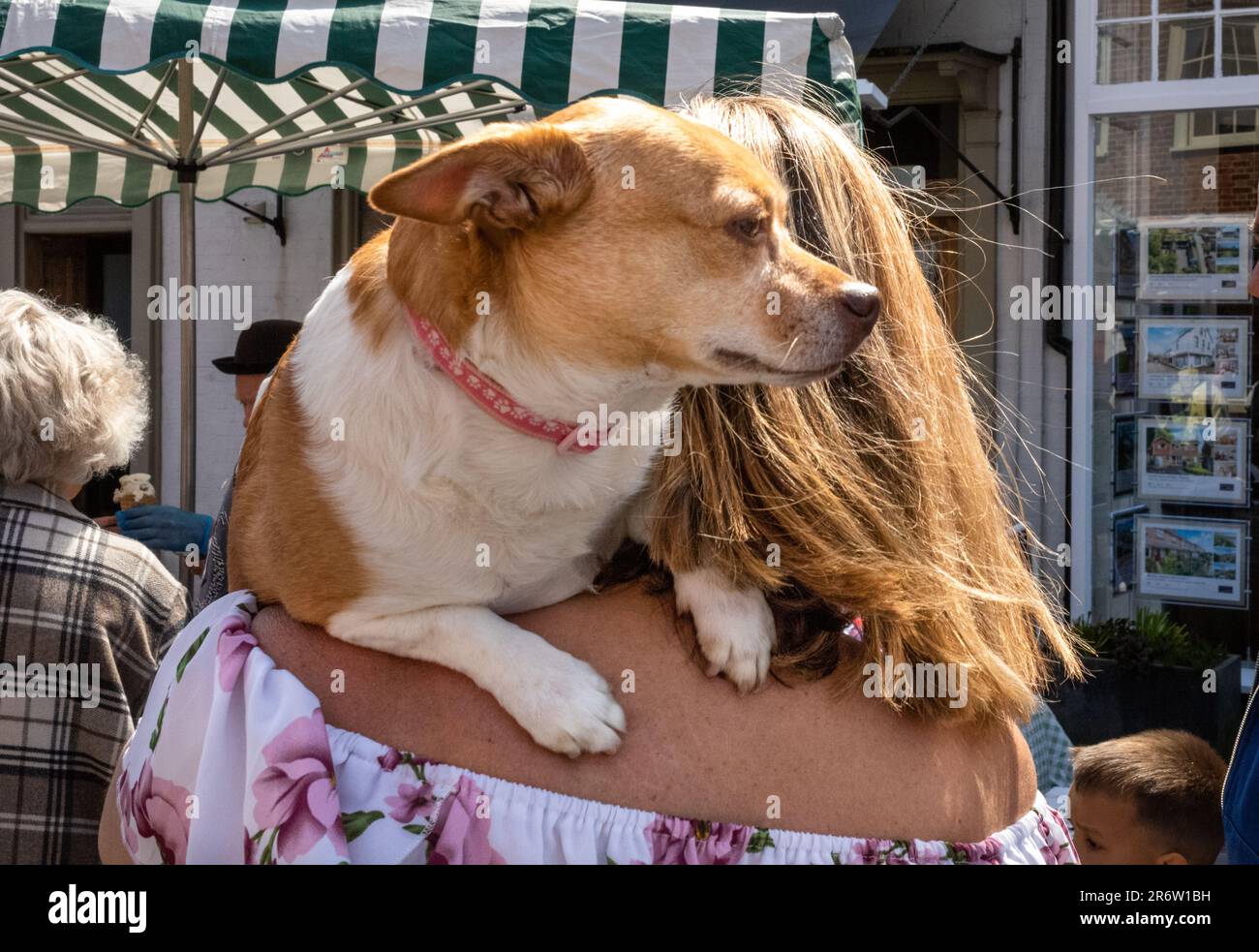 A woman carries her pet dog on her shoulder at Steyning Country Fayre, West Sussex, UK. Stock Photo