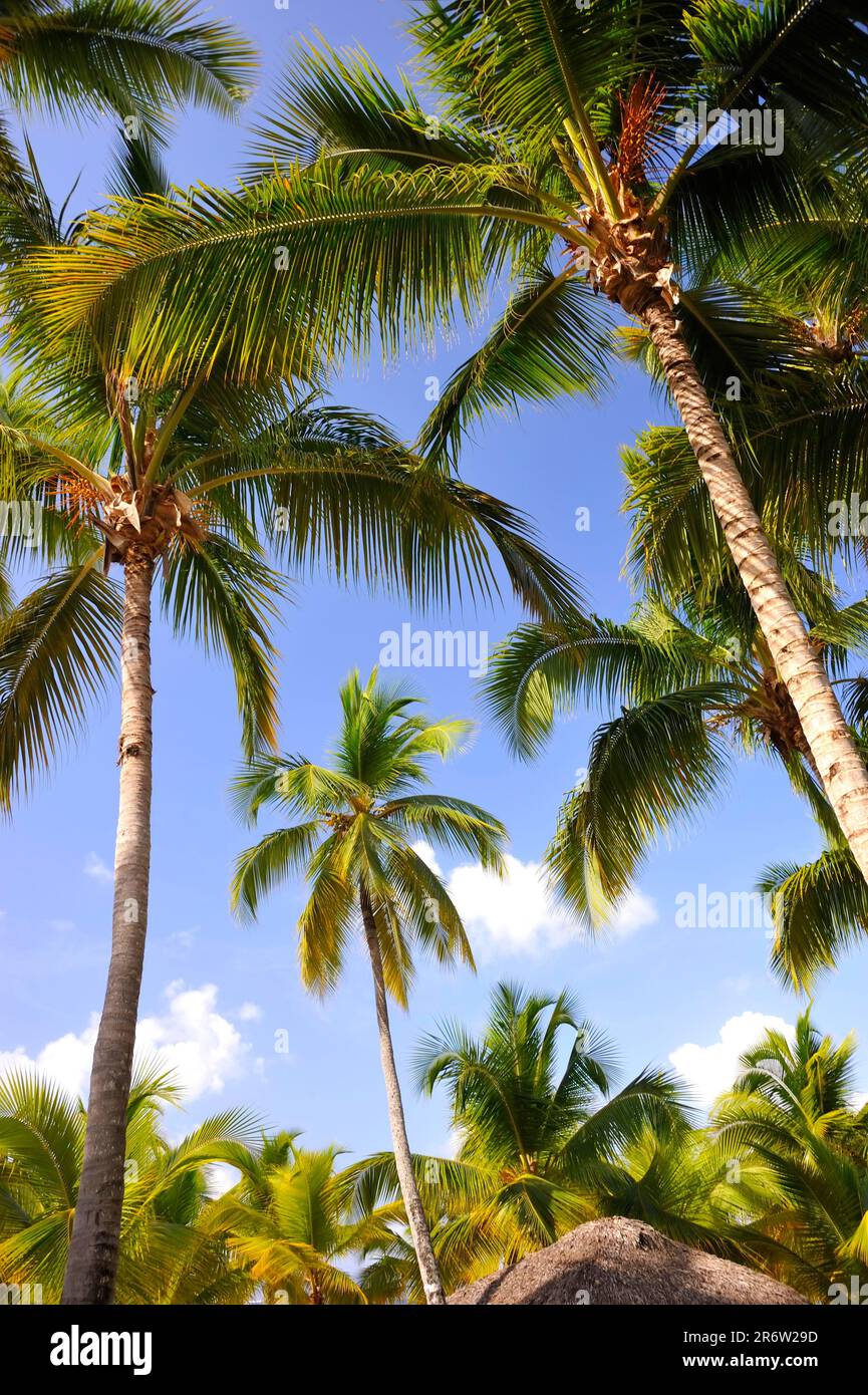Coconut palms (Cocos nucifera), Bayahibe, Dominican Republic Stock
