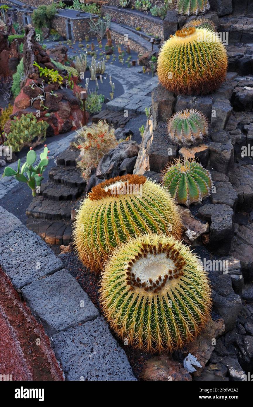 Cactus Garden 'Jardin de Cactus', Foundation, Fundacion Cesar Manrique,  Tahiche, Fuerteventura, Canary Islands, Spain Stock Photo - Alamy