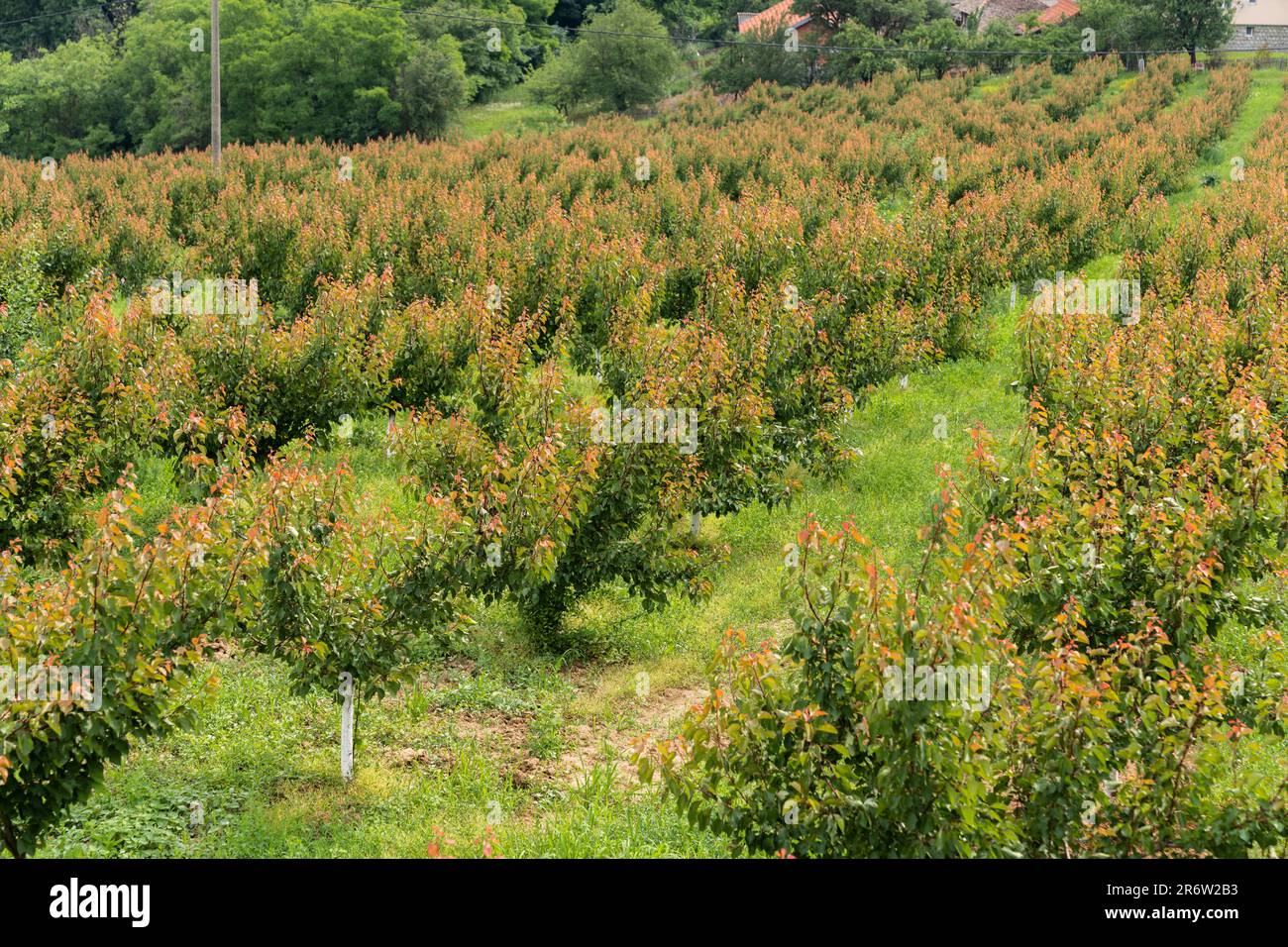 Apple trees on a agricultural fruit gardens Stock Photo