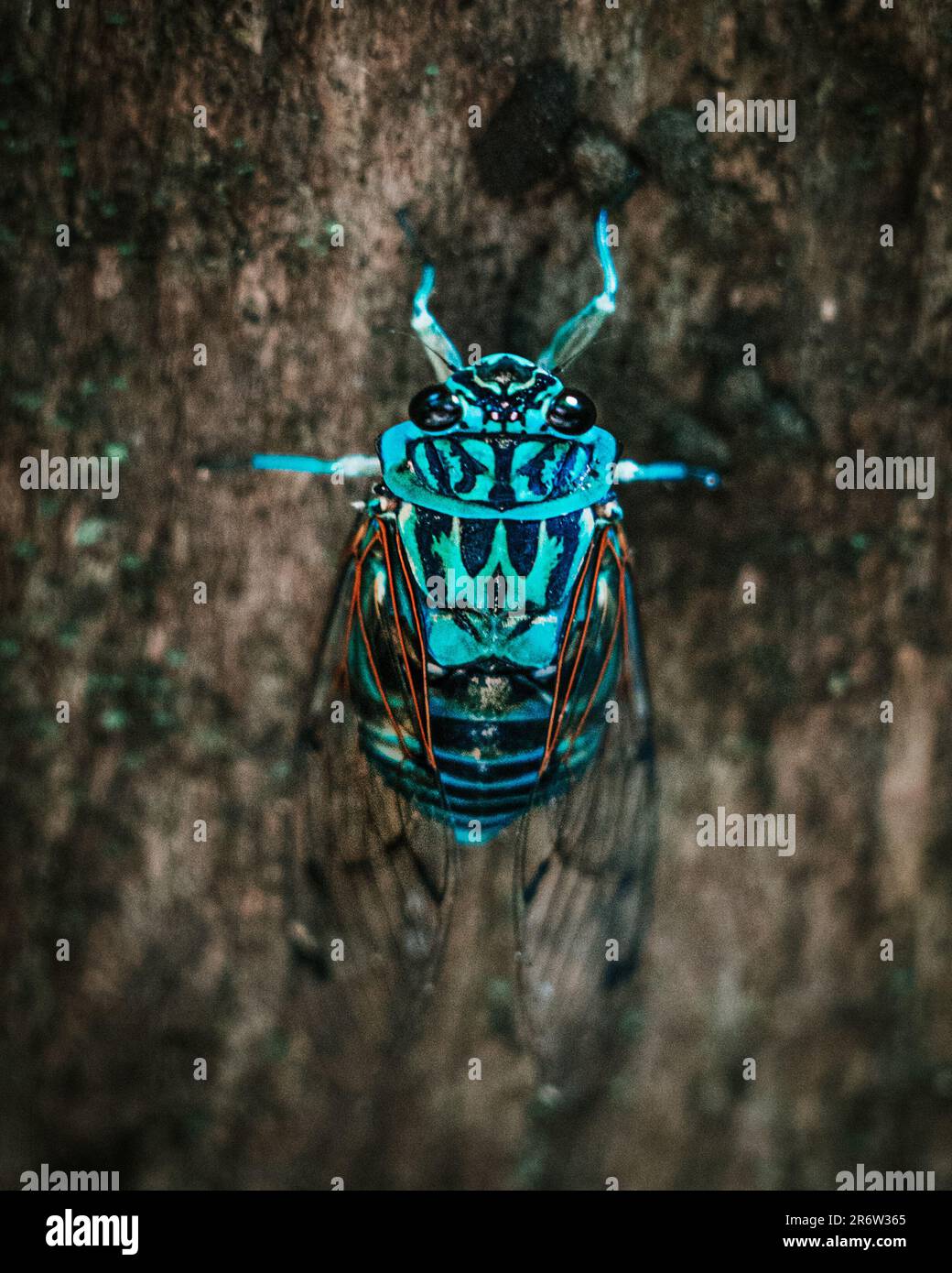 Blue beetle bug perched on a tree: Nature's tiny jewel adorned with vibrant hues, blending harmoniously with its arboreal habitat in a captivating dis Stock Photo