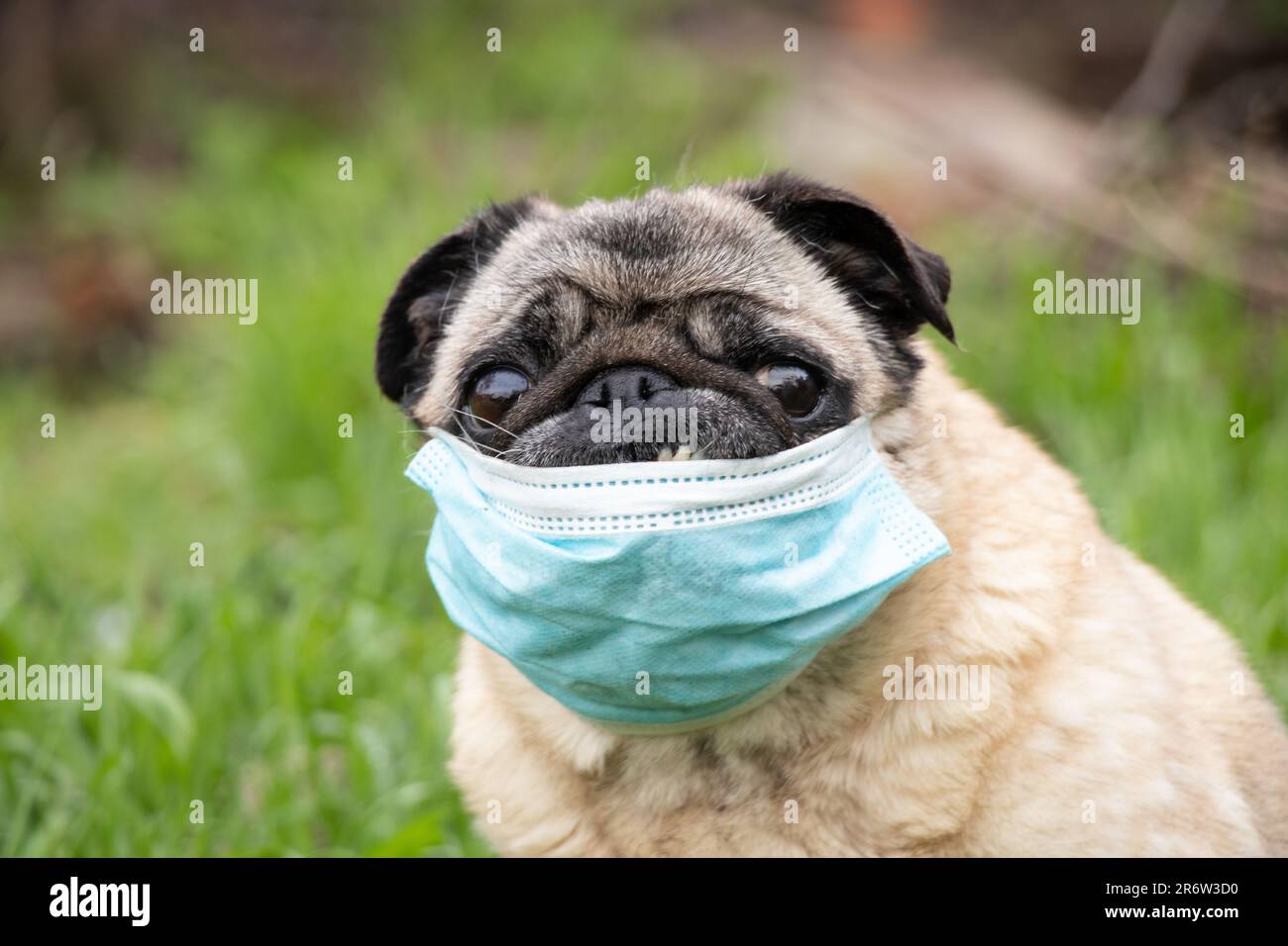 a pug dog in a medical mask during the covid19 pandemic on a walk on