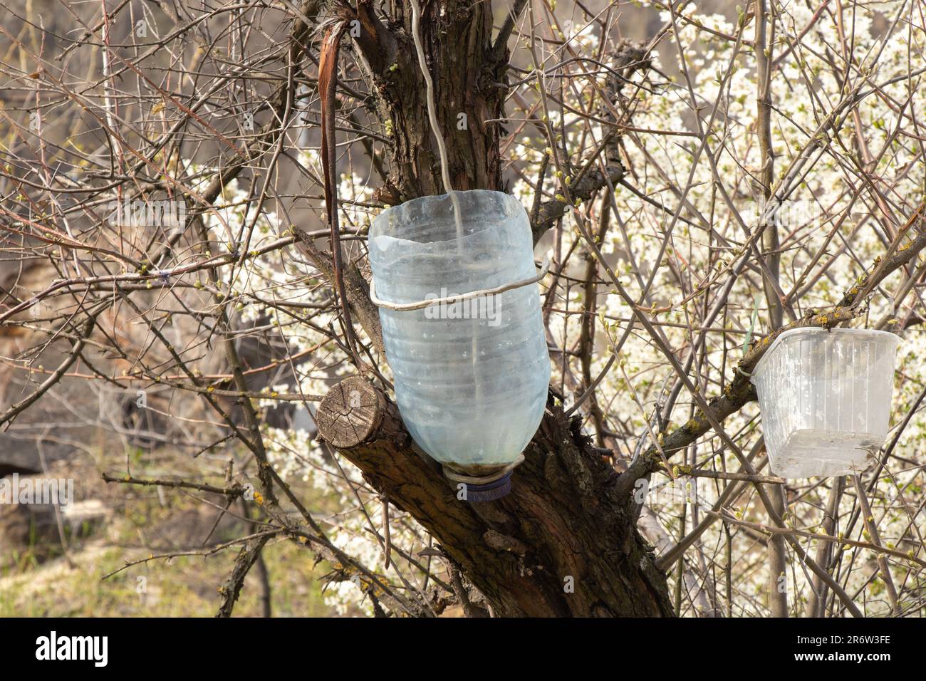 homemade plastic washbasin from a bottle hanging on a tree Stock Photo