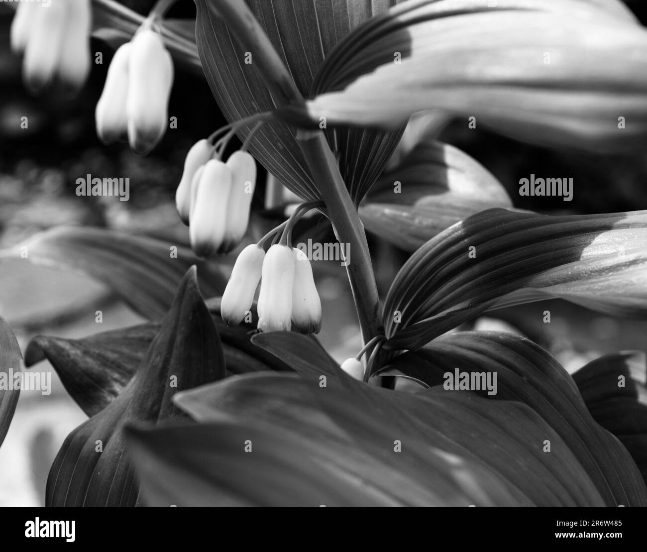 Lily of the valley Stock Photo Alamy
