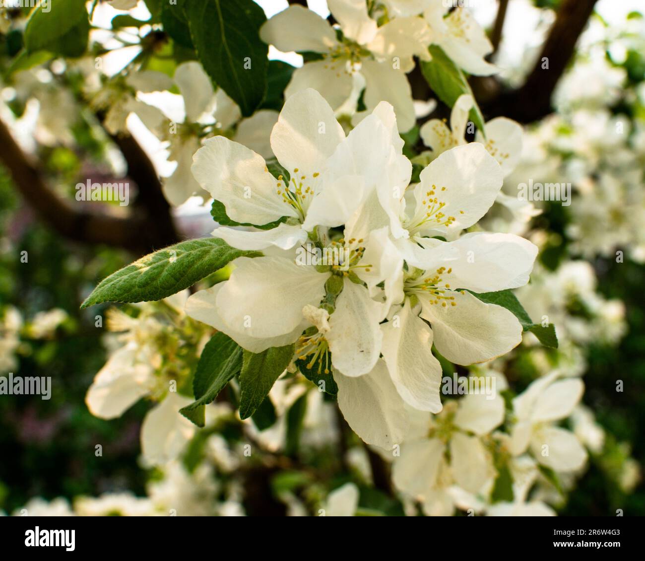 Butterfly And Tree Blooms Hi Res Stock Photography And Images Alamy Apple Tree Blossoms 2R6W4G3