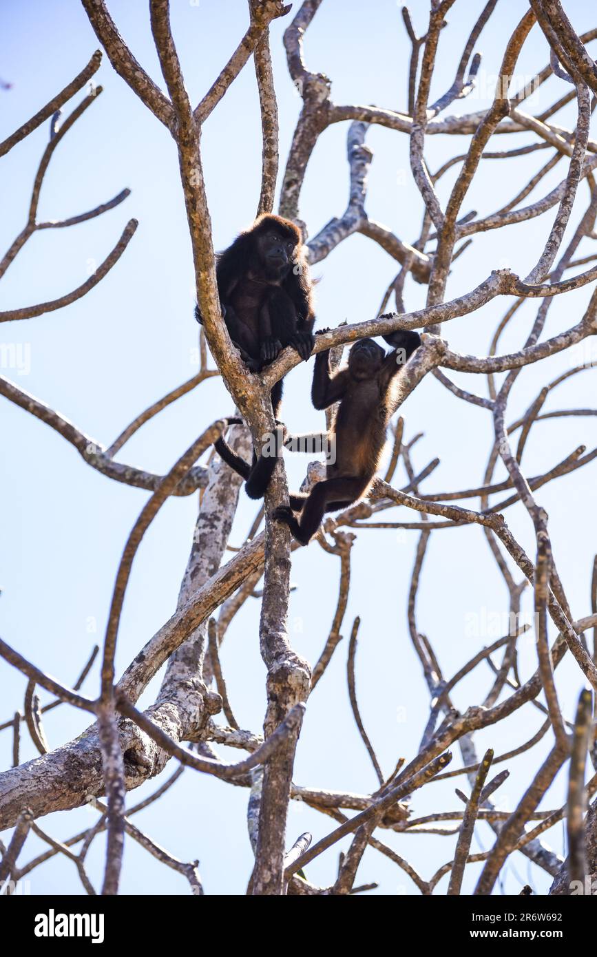Baby golden mantled howler monkey (Alouatta palliata palliata) climbing
