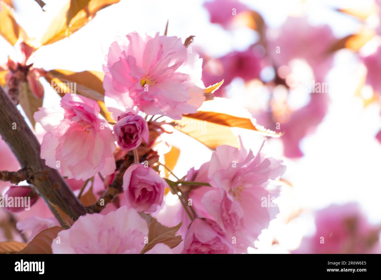 pink flowering tree in the spring garden Stock Photo