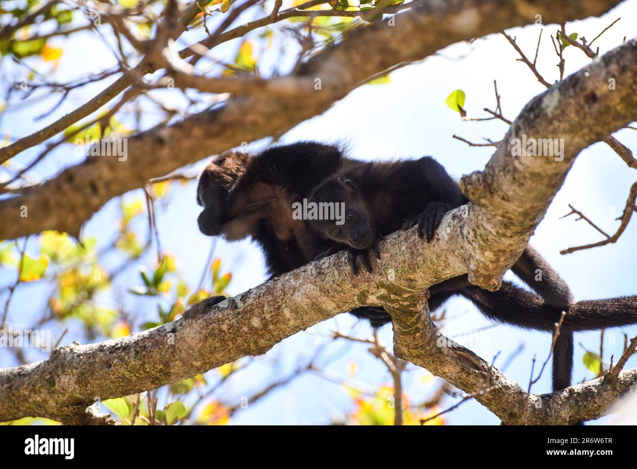 Baby golden mantled howler monkey (Alouatta palliata palliata) resting