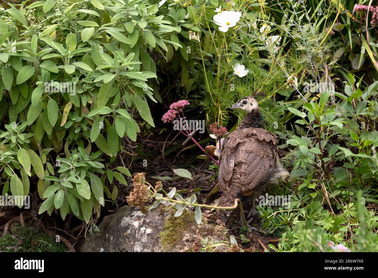 Peachick or young peafowl Stock Photo