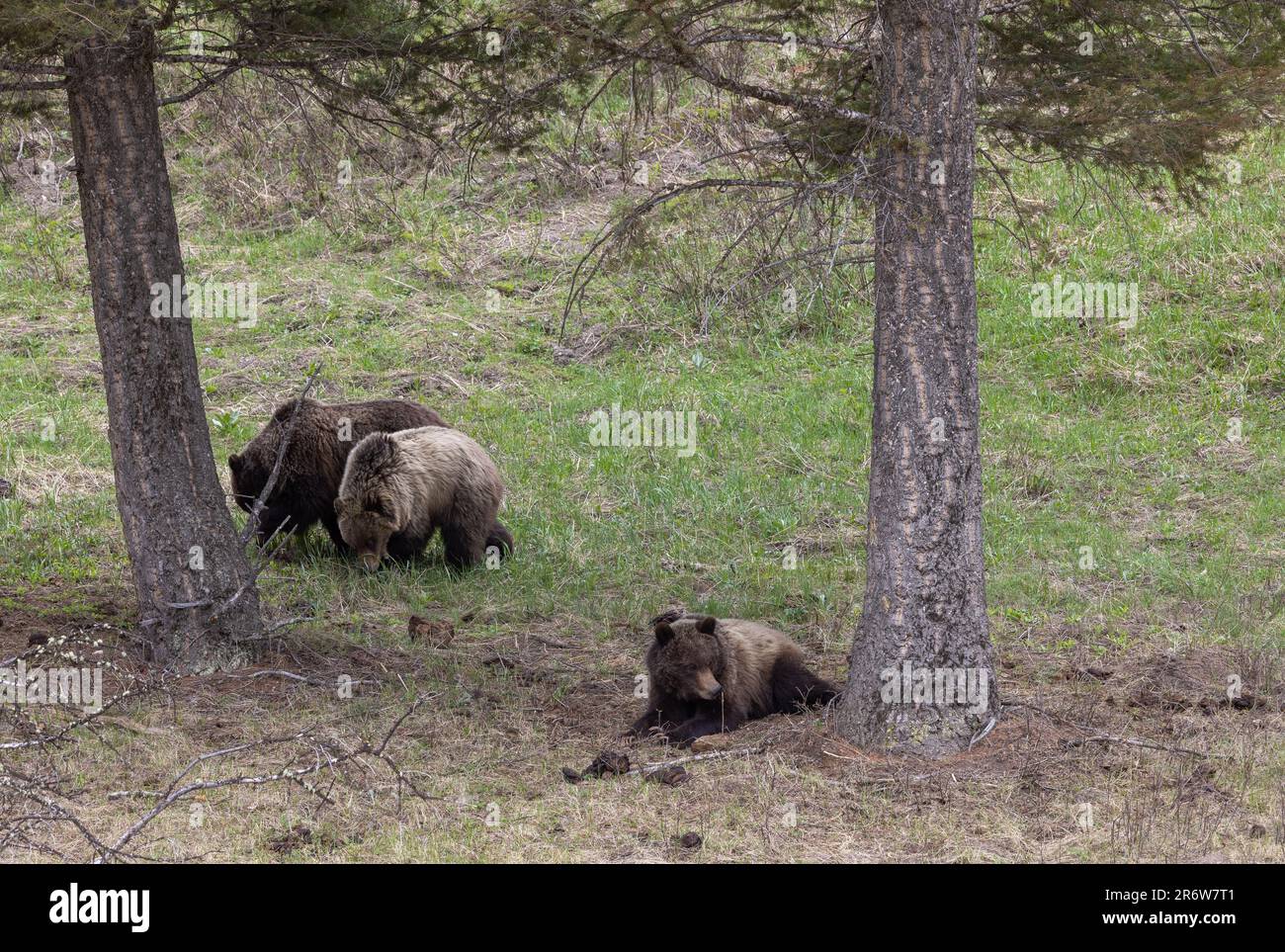 Grizzly Bear in Yellowstone National Park in Springtime Stock Photo - Alamy