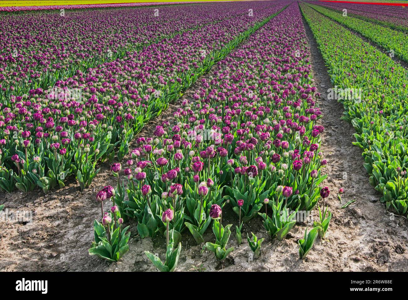 Lila - Violettes Tulpenfeld bei Zeewolde - Niederlande Stock Photo