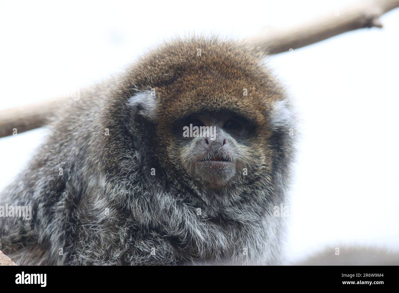 A monkey perched on a tree branch, surveying the area for food Stock ...