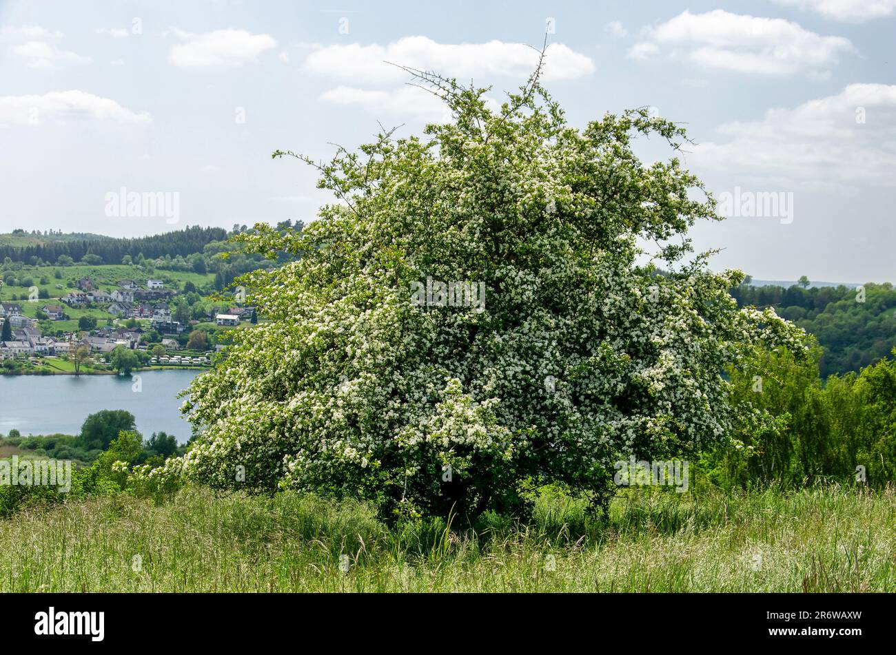 Solitary hawthorn tree in the hills around Schalkenmehren in Germany Stock Photo