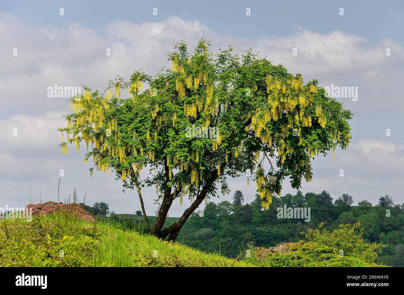 Golden rain or laburnum tree in bloom on the outskirts of the town of Schalkenmehren in Germany Stock Photo