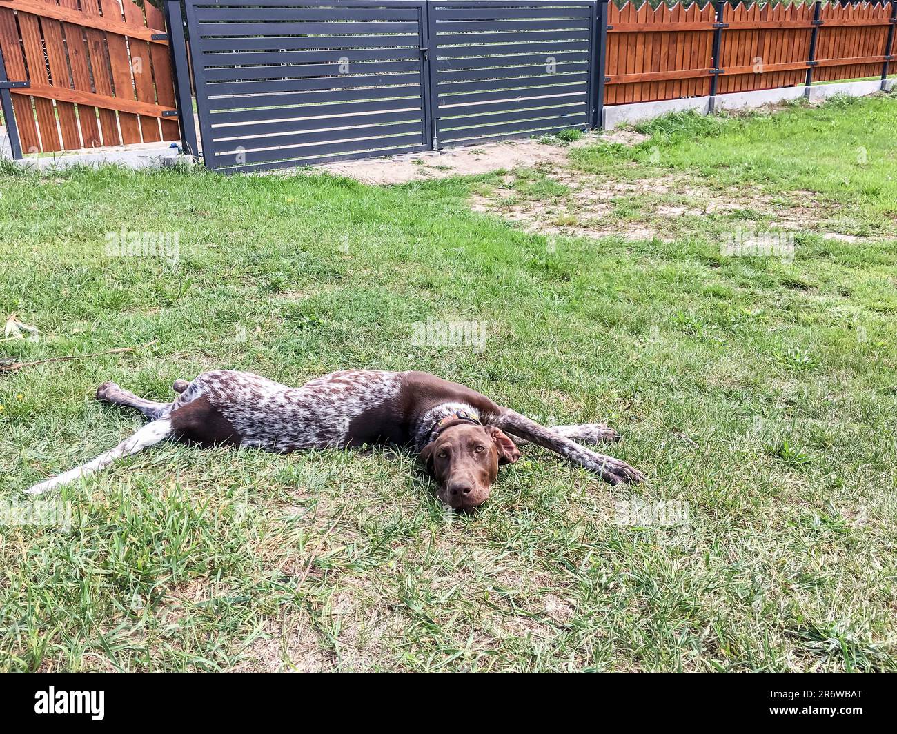Puppy dog breed German Shorthaired Pointer sleeping on the grass Stock Photo Alamy