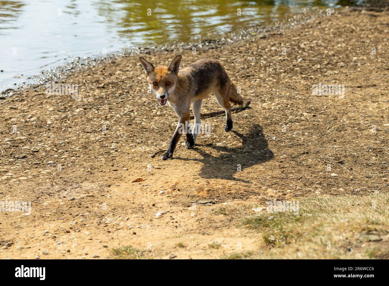 Brentwood, UK. 11th June, 2023. fox out hunting during a hot sunny day ...