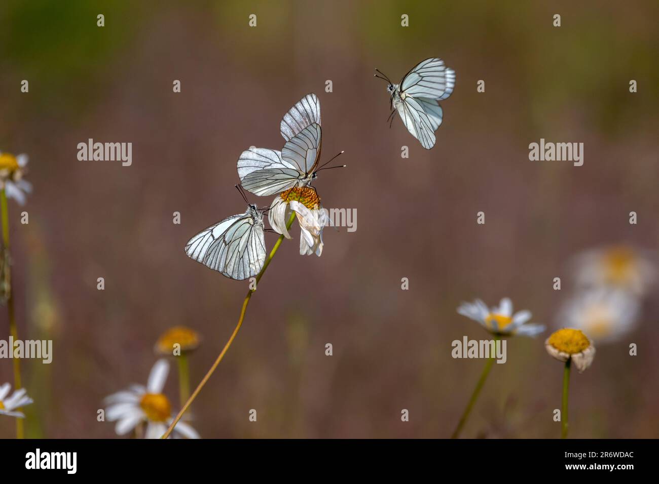 Three Black-veined white butterflies (Aporia crataegi) around a large daisy flower. Stock Photo