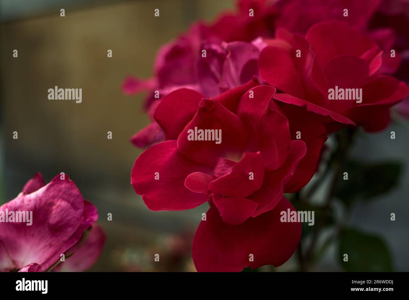 Red roses in bloom seen up close Stock Photo - Alamy