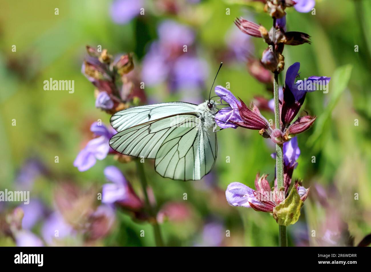 Black veined white (Aporia crataegi) butterfly on catmint flower with a blurred, multicoloured background. Stock Photo