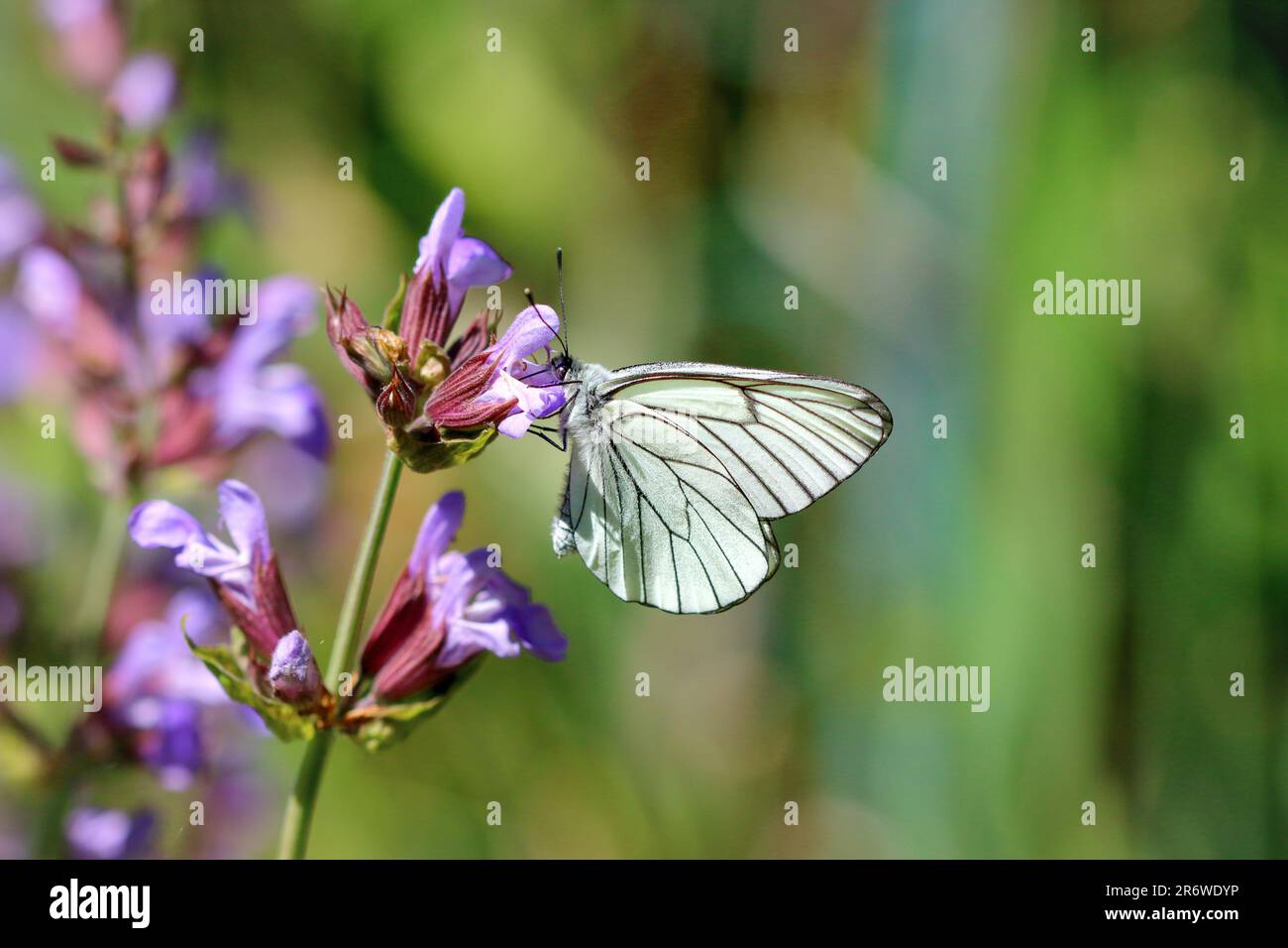 Black veined white (Aporia crataegi) butterfly on catmint flower with a blurred, multicoloured background. Stock Photo