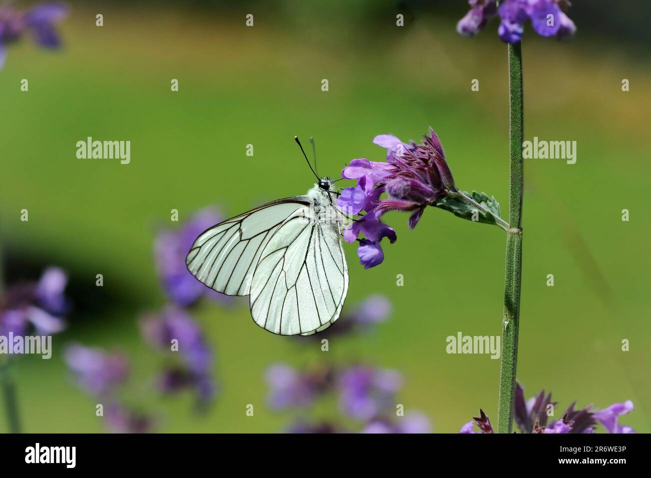 Black veined white (Aporia crataegi) butterfly on catmint flower with a blurred, multicoloured background. Stock Photo