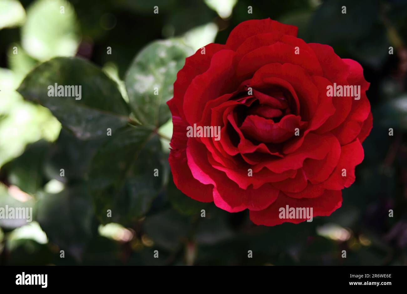 Super rose hi-res stock photography and images - Alamy