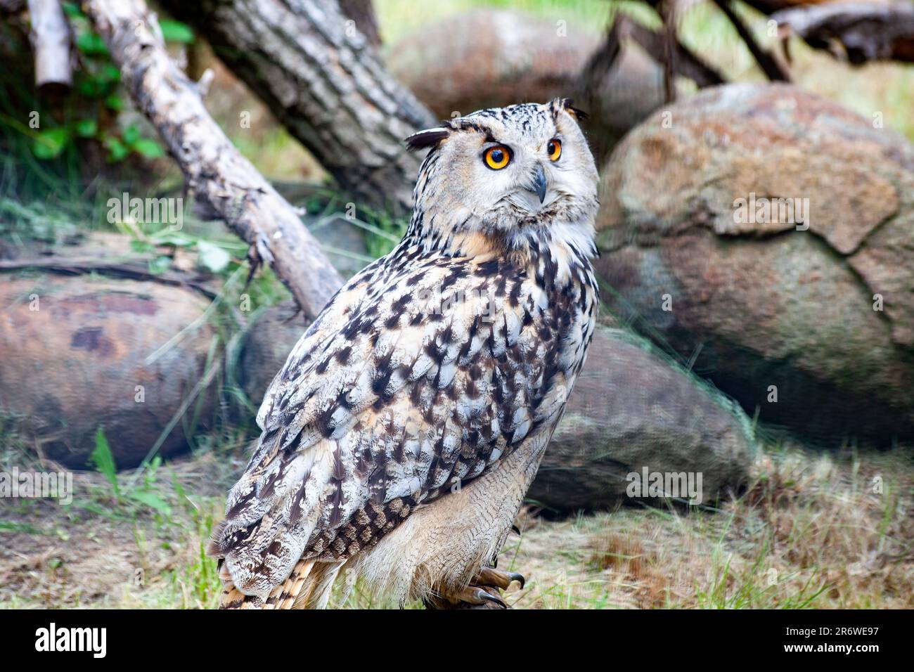 Great Horned Owl, Bubo Virginianus Subarcticus. Owl portrait Stock Photo