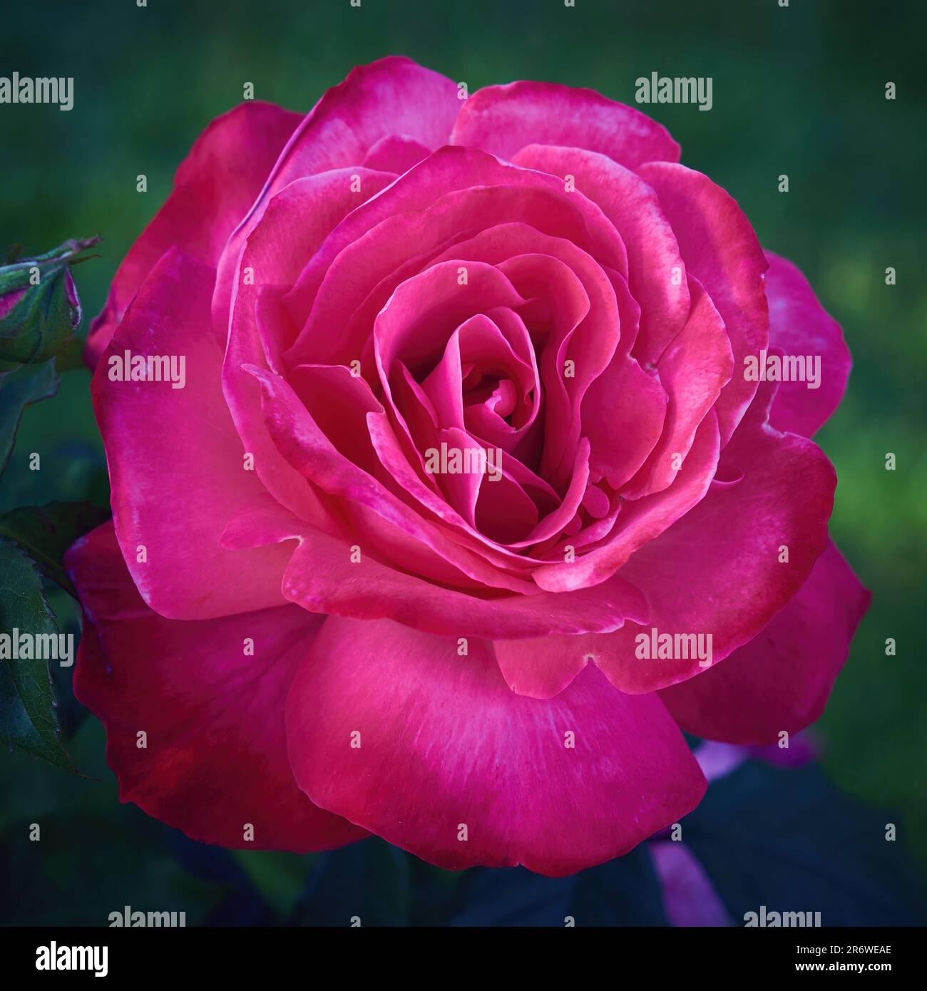 Alamy rose hi-res stock photography and images - Alamy