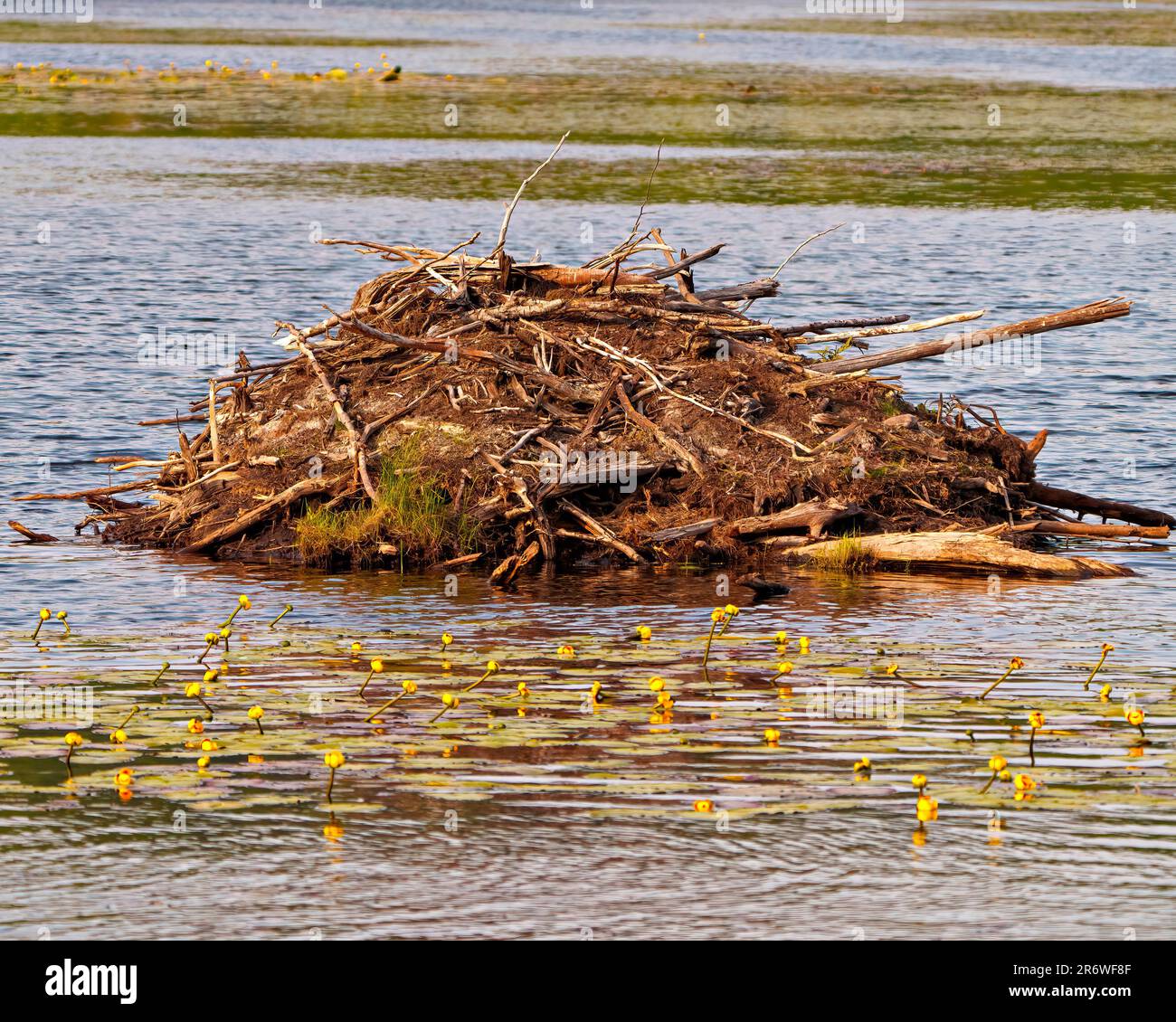 Beaver lodge in a marsh environment in the summer time. with lily pads in the water. Beaver construction. Beaver skills. Stock Photo