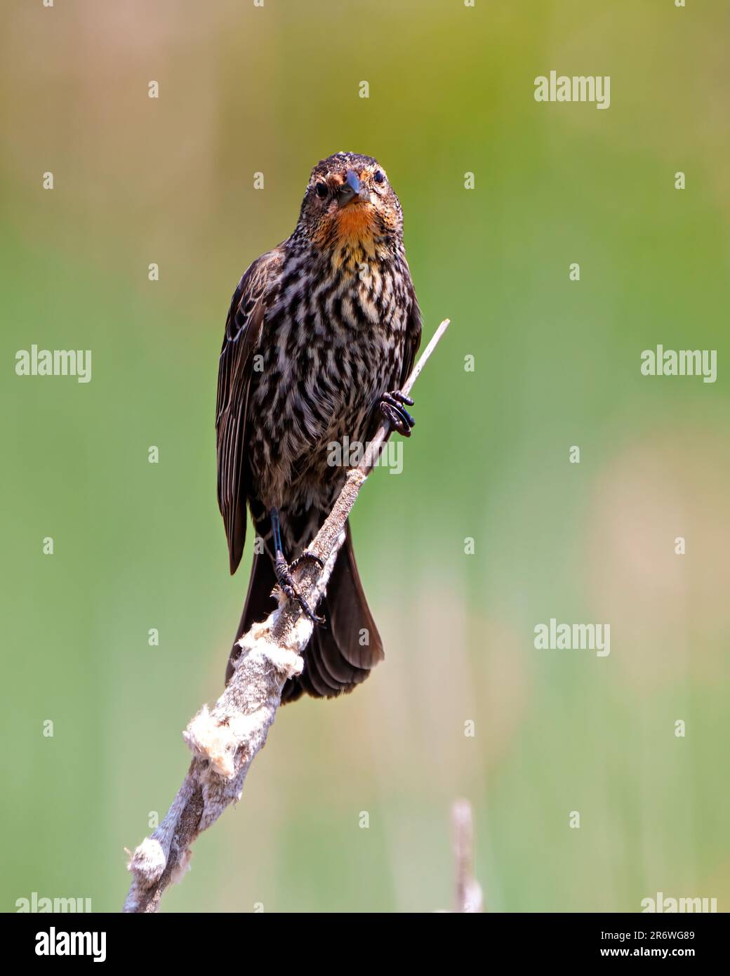 Red-Winged Blackbird female close-up front view, perched on a branch with colourful background in its environment and habitat surrounding. Stock Photo