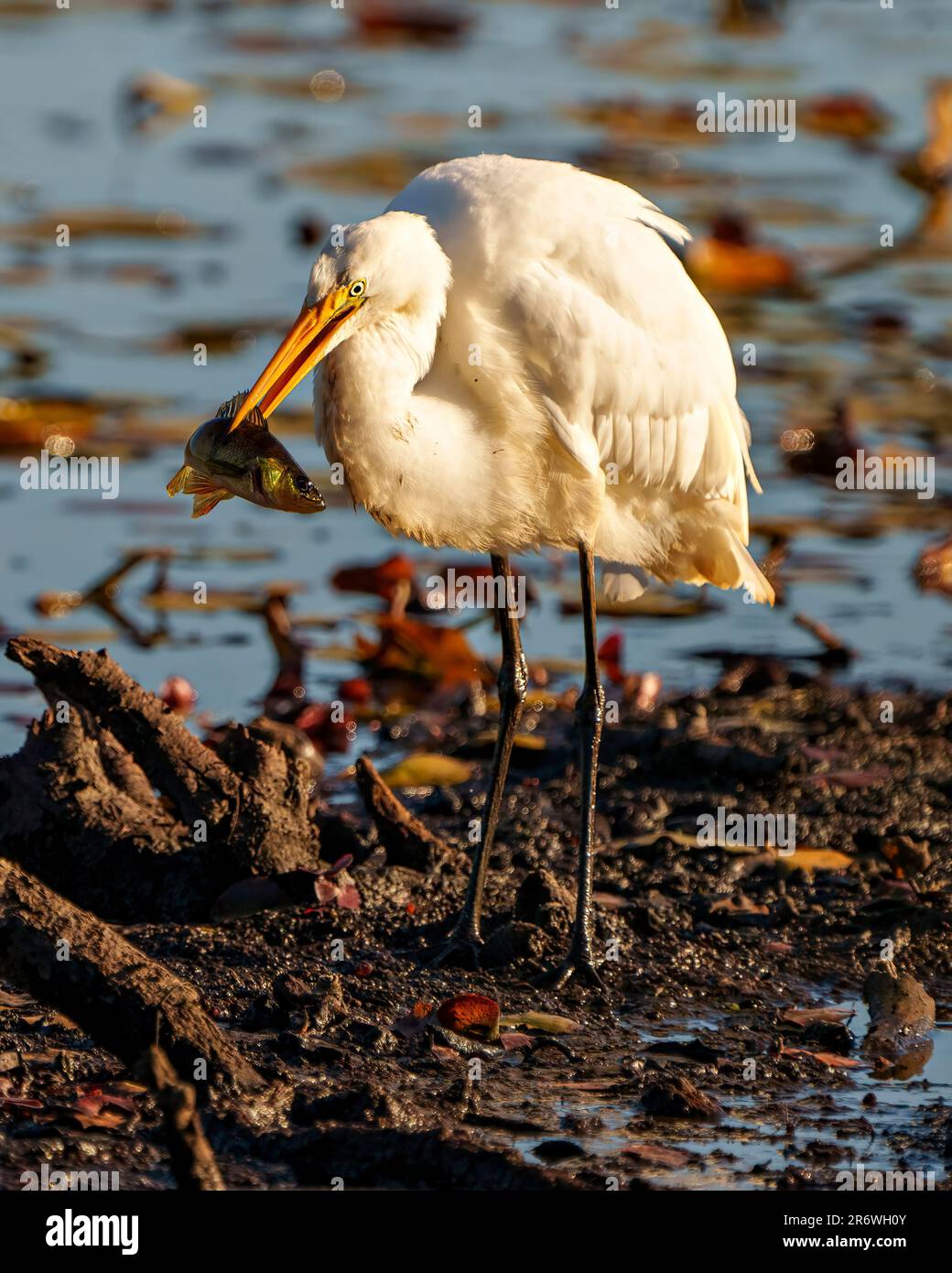 Great White Egret with a fish in its beak and basking in the sun in its environment and wetland habitat surrounding with fluffy wings with blur water Stock Photo