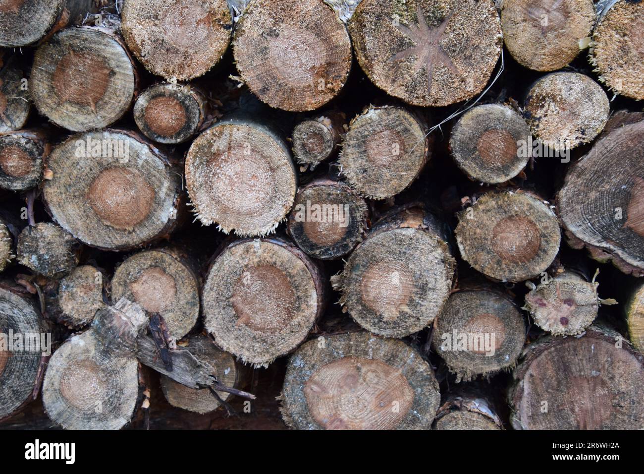 pile with cut logs Stock Photo