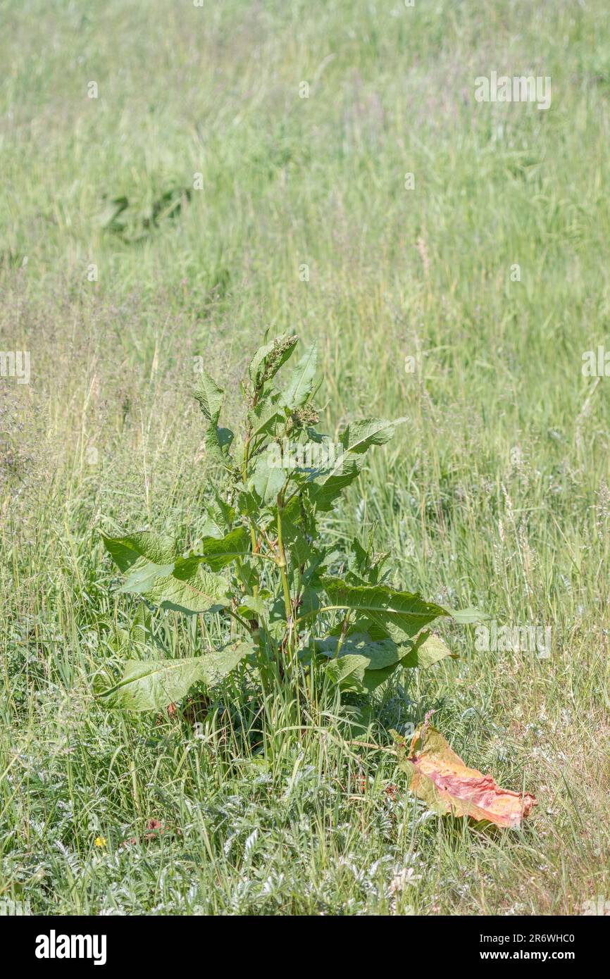 Large specimen of common UK weed Broad-leaved Dock / Rumex obtusifolius in sunny hay field. Troublesome agricultural weed, once used medicinally. Stock Photo