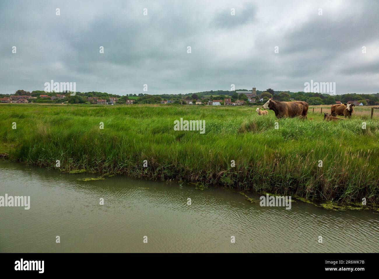 Salthouse Marshes, Beef cattle grave, saltmarsh Stock Photo