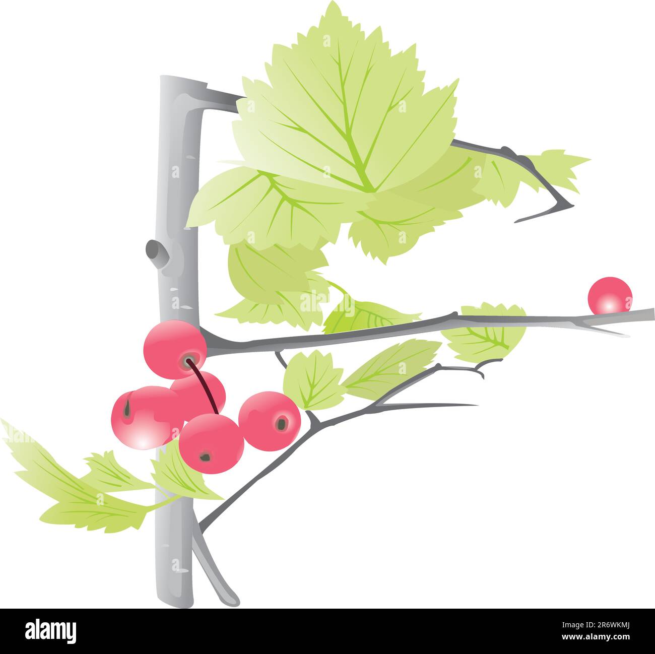 Illustation with berries on a tree with leaves Stock Vector