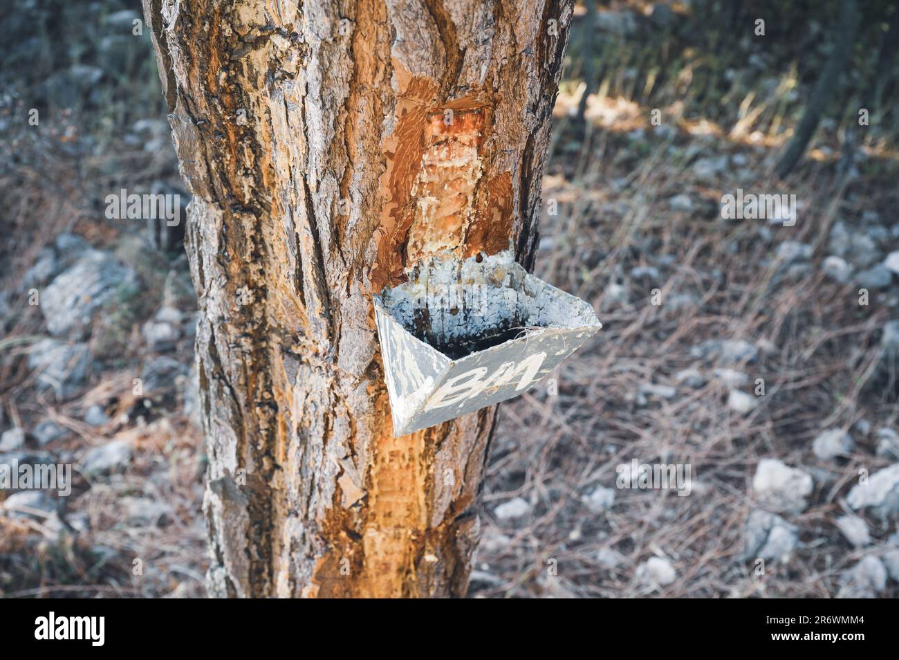 Resin extraction of pine tree hi-res stock photography and images - Alamy