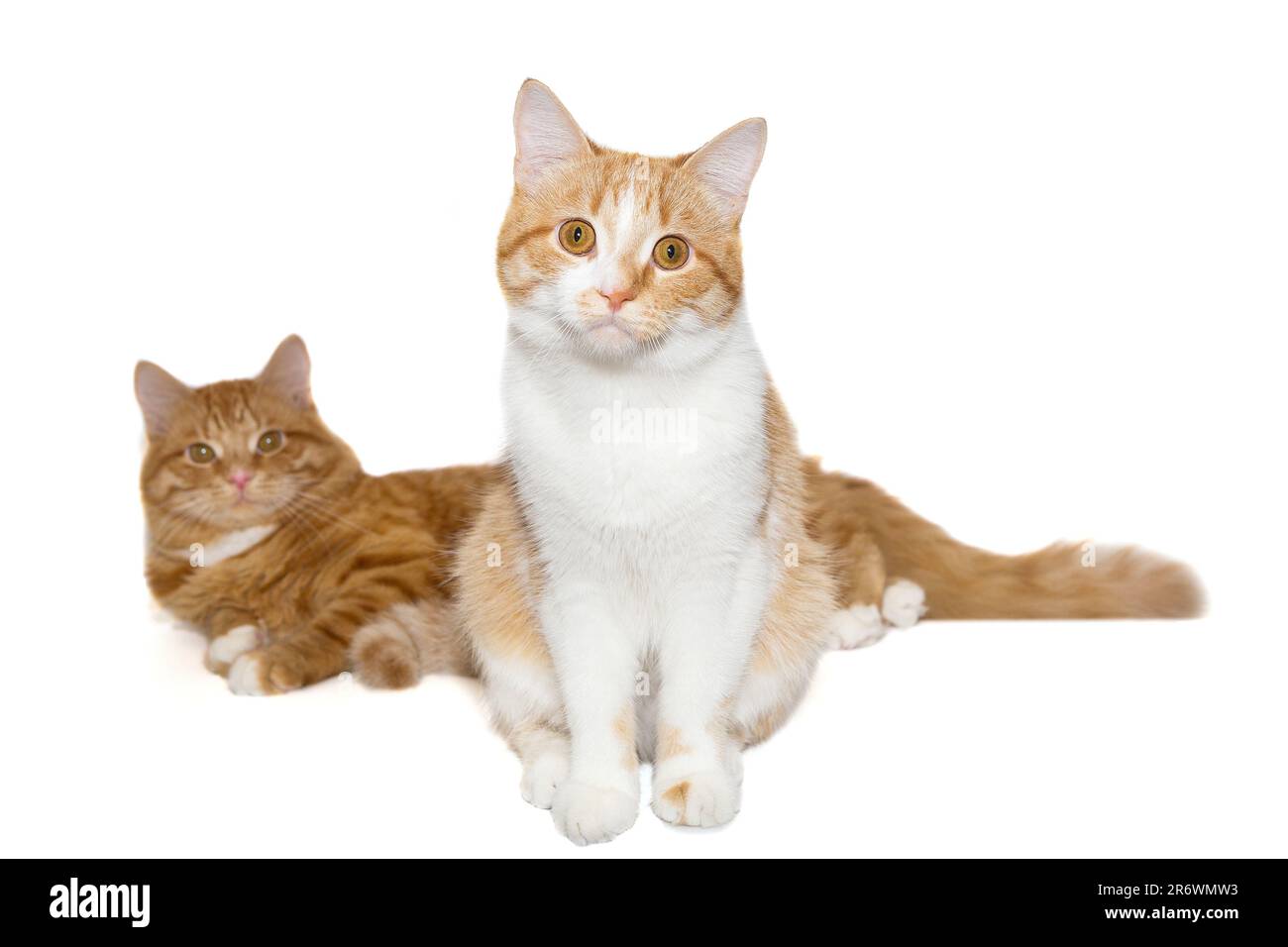 Two red cats are sitting together, on a white background. Stock Photo