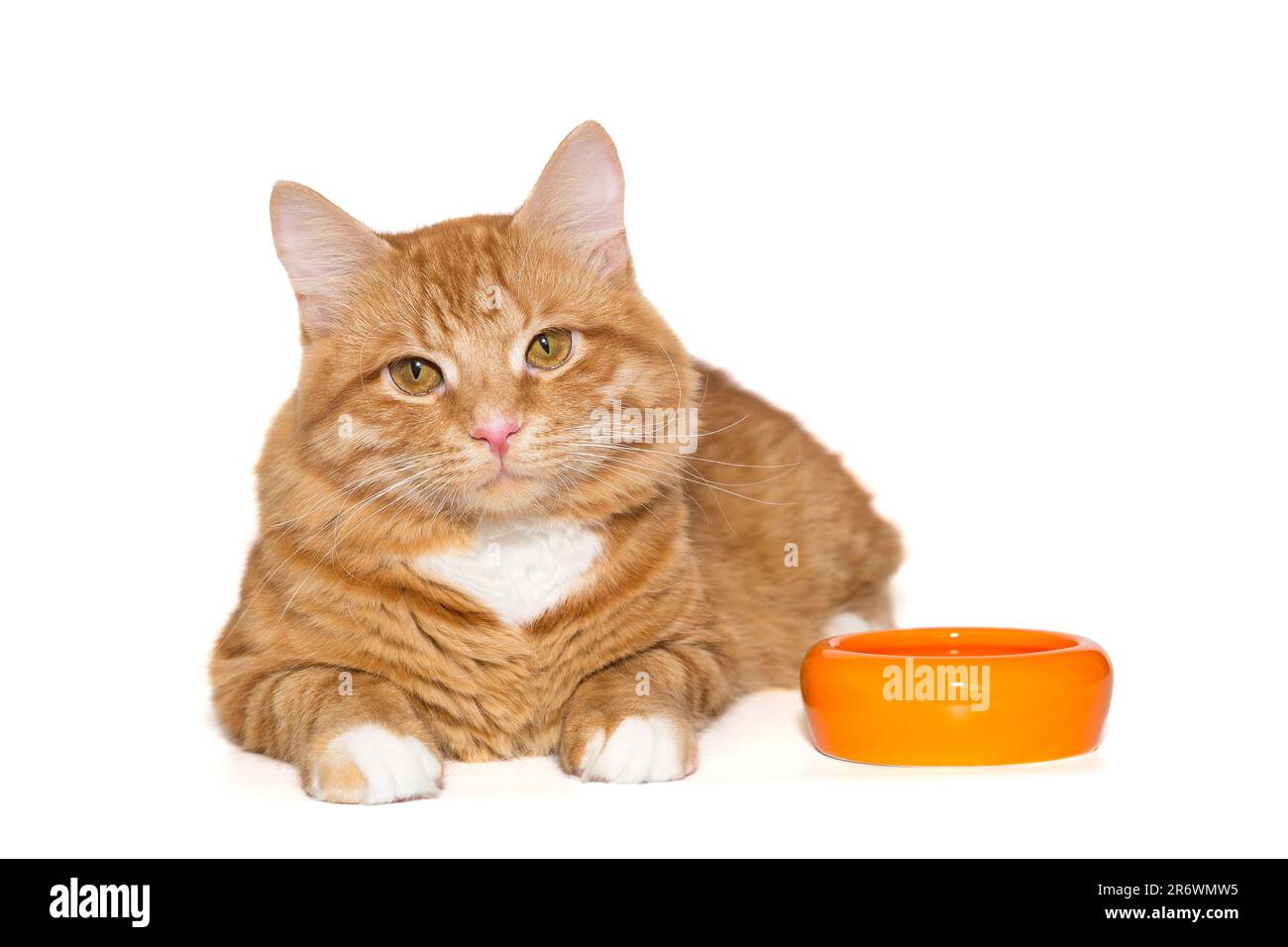 Beautiful ginger cat lies next to an orange bowl, isolated on a white background Stock Photo