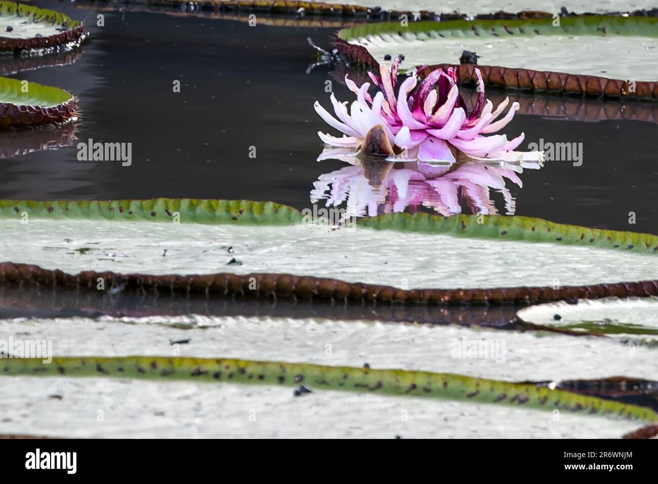 Giant Victoria Amazonica, water lillies, Rupununi River, Upper Takutu-Upper Essequibo region, Guyana Stock Photo
