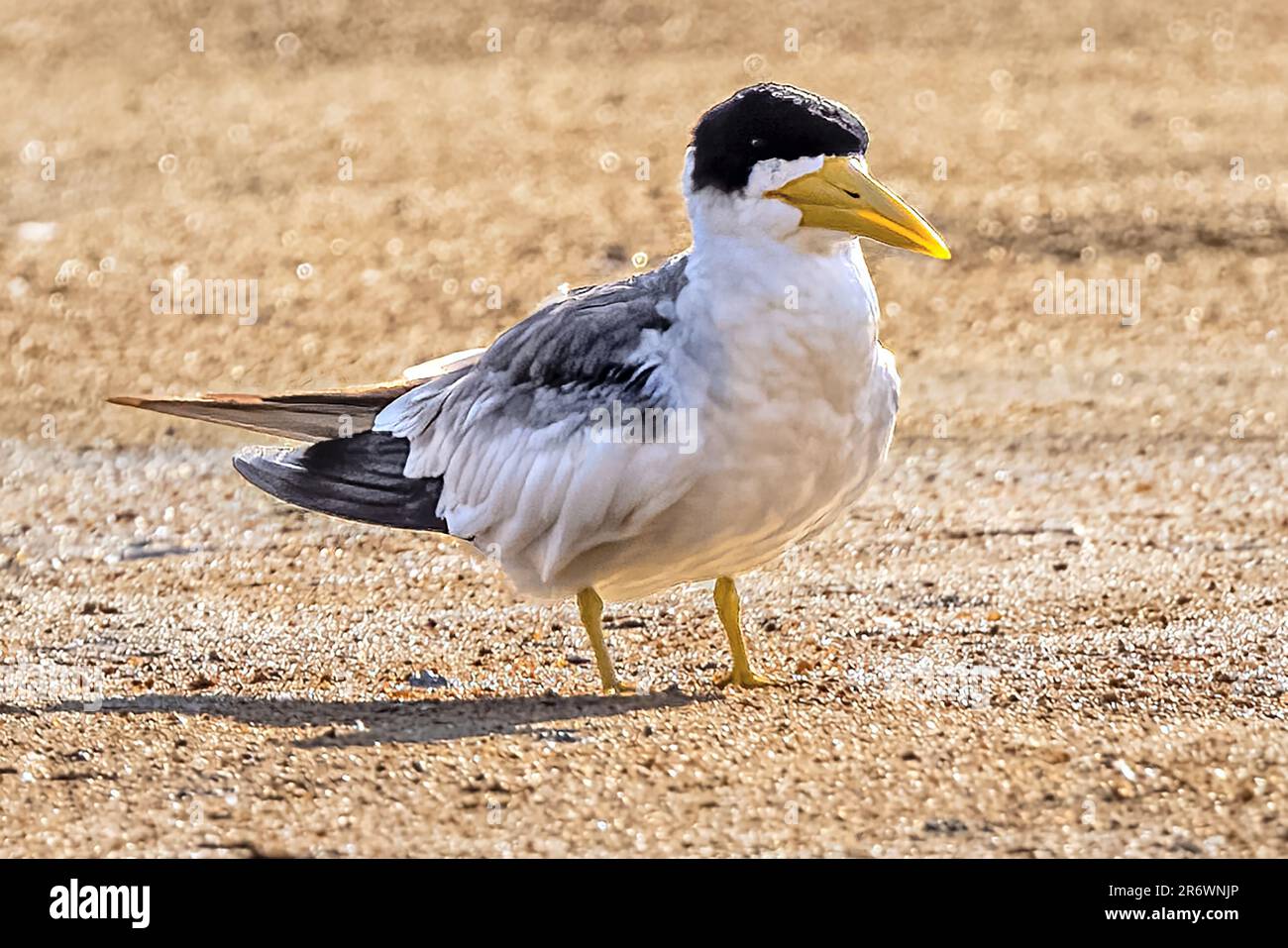 Large-billed Tern, Embankment, Rupununi River, Upper Takutu-Upper ...