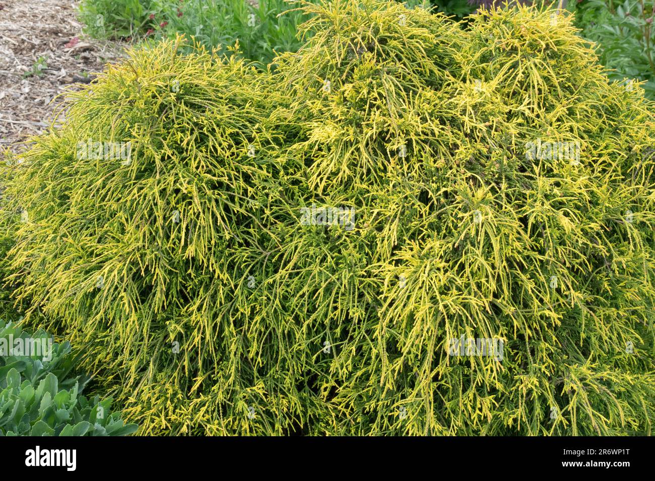 Chamaecyparis pisifera 'Golden Mop', Sawara Cypress, Golden, Cultivar, Garden Stock Photo